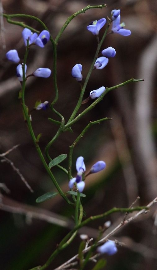 Love creeper (Comesperma vulubile )  Australia,Comesperma volubile,Geotagged,Spring