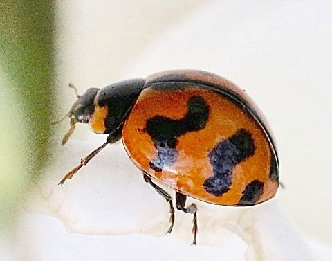 Transverse Ladybird ( Coccinella transversalis ) Photo taken on a white rose in a garden Coccinella transversalis,Transverse Ladybird