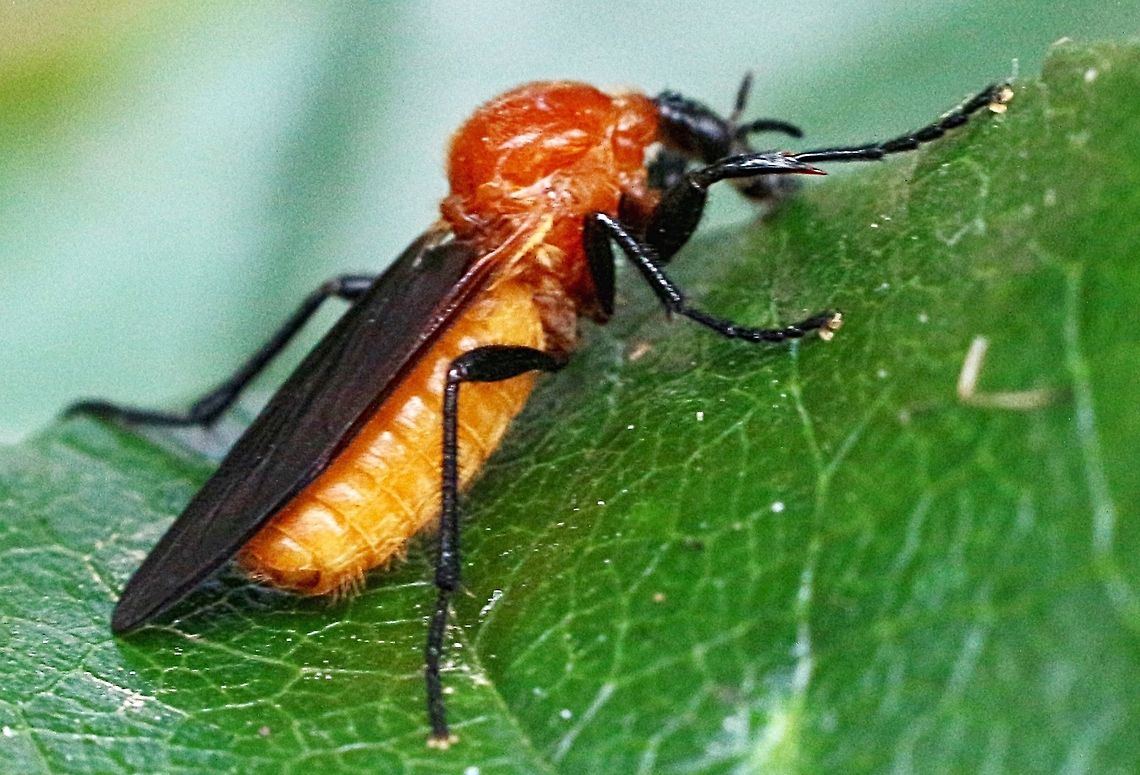 Family :Bibionidae ,  Genus: Plecia Commonly called Marchfly in northern hemisphere countries . In Australia the name Marchfly is used for flies in the family -Tabanidae .
