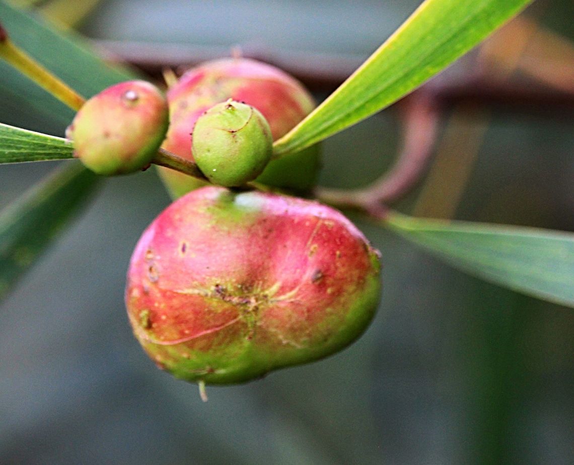 Apple gall on Acacia longifolia from wasp species Trichilogaster acaciaelongifoliae .  Trichilogaster acaciaelongifoliae