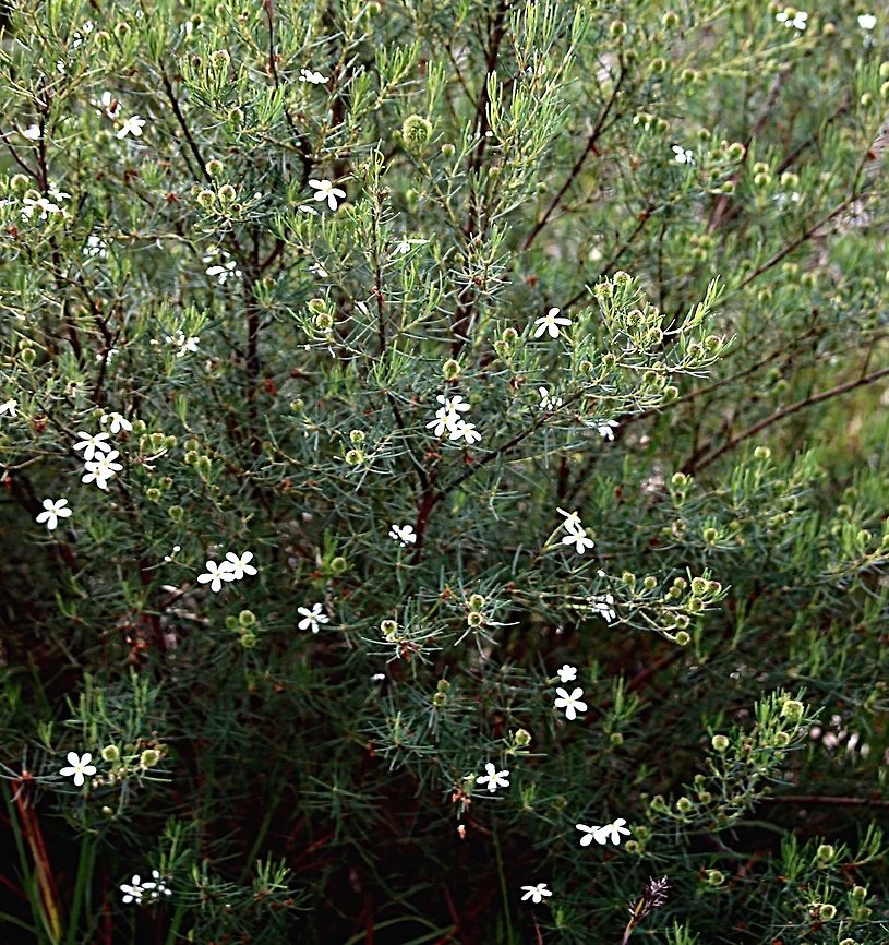 Wedding bush (Ricinocarpos pinifolius Ricinocarpos pinifolius is the most widespread member of the genus and is a conspicuous member of coastal Heath and woodland communities when it is in flower during spring. It is usually found on sand dunes or on sandstone derived soils. It is a small to medium shrub , rarely exceeding 1.5 metres in height with narrow , linear leaves about 30 - 40 mm long. The pure white male and female flowers can be distinguished by the mass of yellow stamens . There is usually one female flower to three to six males. The flowers are followed by the fruit, which is a rough , globular capsule which splits when ripe to release 5 shiny seeds. The fruit resembles the fruit of the castor oil plant.<br />
( Text from Australian Native Plant Society) Ricinocarpos pinifolius