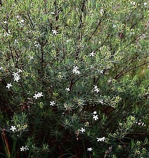 Wedding bush (Ricinocarpos pinifolius Ricinocarpos pinifolius is the most widespread member of the genus and is a conspicuous member of coastal Heath and woodland communities when it is in flower during spring. It is usually found on sand dunes or on sandstone derived soils. It is a small to medium shrub , rarely exceeding 1.5 metres in height with narrow , linear leaves about 30 - 40 mm long. The pure white male and female flowers can be distinguished by the mass of yellow stamens . There is usually one female flower to three to six males. The flowers are followed by the fruit, which is a rough , globular capsule which splits when ripe to release 5 shiny seeds. The fruit resembles the fruit of the castor oil plant.
( Text from Australian Native Plant Society) Ricinocarpos pinifolius