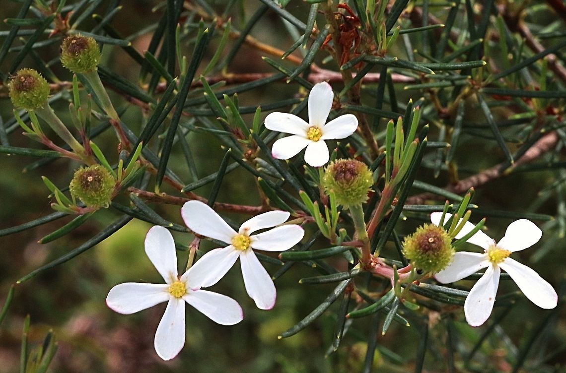 Wedding bush ( Ricinocarpos pinifolius Flowers and fruit Ricinocarpos pinifolius