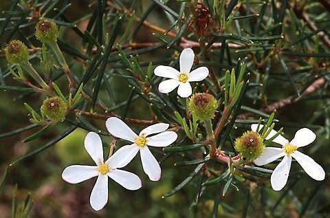 Wedding bush ( Ricinocarpos pinifolius Flowers and fruit Ricinocarpos pinifolius