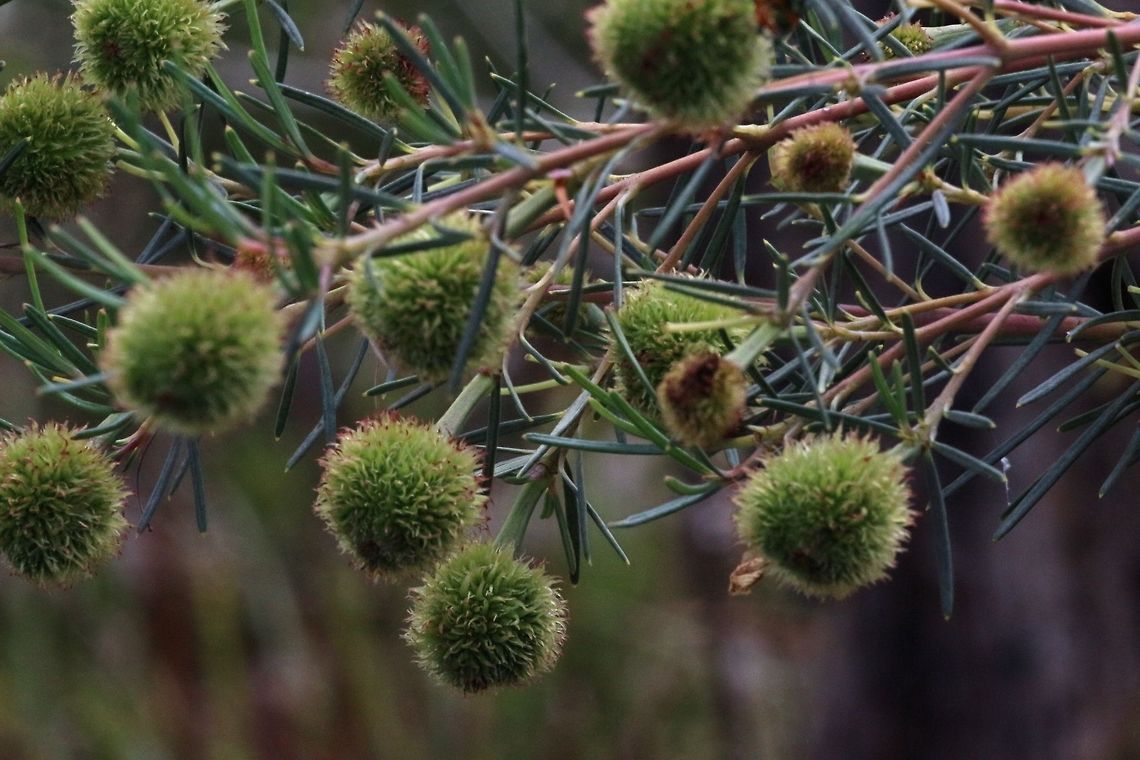 Fruit of Wedding bush ( Ricinocarpos pinifolius  Ricinocarpos pinifolius