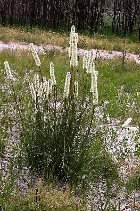 Grass tree ( Xanthorrhoea minor)  Xanthorrhoea minor