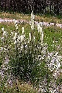 Xanthorrhoea minor