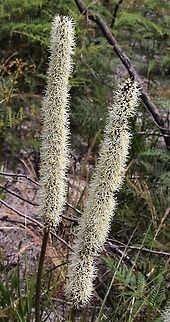 Grass tree ( Xanthorrhoea minor ) Great flower heads with lots of pollen and nectar bearing individual flowers much loved by many insects. 
 Xanthorrhoea minor