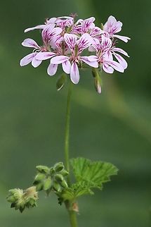 Australian cranesbill ( Pelargonium australe )  Pelargonium australe