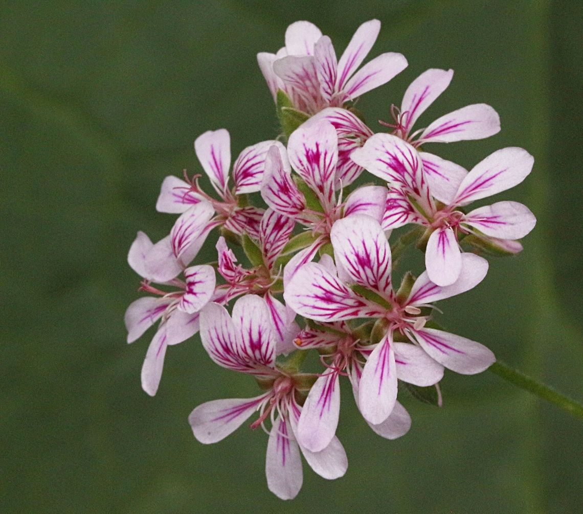 Australian cranesbill ( Pelargonium australe )  Australia,Geotagged,Pelargonium australe,Spring