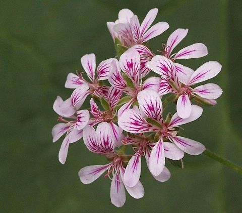 Australian cranesbill ( Pelargonium australe )  Australia,Geotagged,Pelargonium australe,Spring