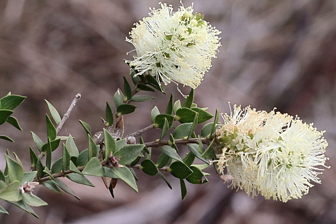 Scented paperbark (Melaleuca squarrosa )  Melaleuca squarrosa,Scented paperbark