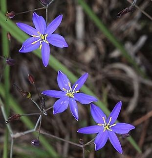 Tufted lily ( Thelionema caespitosum) Plants tufted, to c. 90 cm high. Leaves strongly distichous, linear, closely folded at least toward base, sometimes flat above, 15&ndash;55 cm long, 0.4&ndash;1.5 cm wide. Inflorescence extending beyond the leaves. Flowers numerous; perianth segments spreading, 9&ndash;13 mm, blue, white or pale yellow, longer than stamens; anthers yellow; style 3&ndash;5.5 mm long. Capsule ovoid to triquetrous, 5&ndash;10 mm long. Seeds c. 2.5&ndash;3.5 mm long. Flowers Sep.&ndash;Jan. Thelionema caespitosum