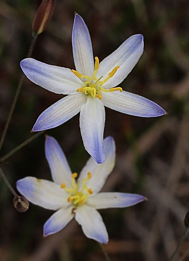 Tufted lily( Thelionema caespitosum ) Variation in colour. Thelionema caespitosum