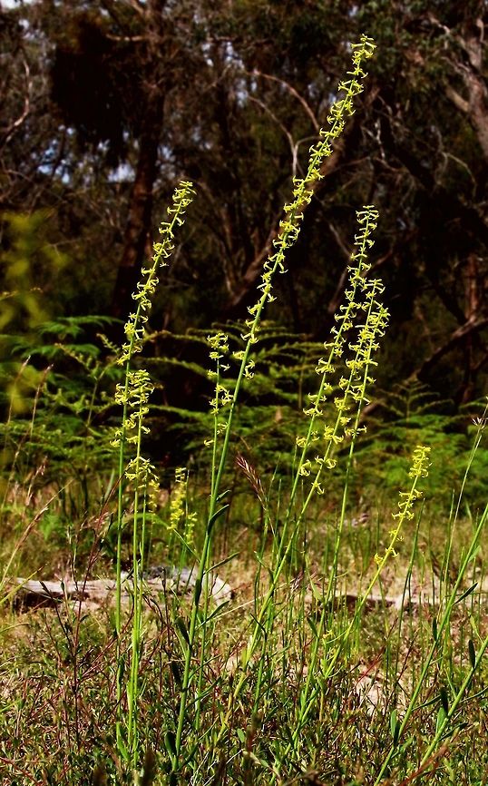 Slender Stackhousia ( Stackhousia viminea Glabrous, non-rhizomatous perennial to 70 cm high; stems erect or ascending, rarely branched above. Leaves narrowly obovate to obovate or narrowly elliptic, 1–3.5(–5) cm long, 1–7.5 mm wide, those at base sometimes reduced to scales. Inflorescence cylindric, spike-like; flowers 1–5 at nodes, shortly pedicellate, subtended by a cluster of several ovate bracts to c. 1 mm long. Hypanthium 0.4–0.7 mm long; sepals 0.5–0.8 mm long, entire to undulate; corolla pale green to deep yellow, rarely tinged red-brown outside, tube 2.2–3.5 mm long, lobes 1.5–3 mm long, obtuse to acuminate; gynoecium 3-partite. Mericarps 1–3, broadly ovoid to broadly ellipsoid, 1.5–3 mm long, rugose to coarsely rugose-reticulate, sometimes tuberculate; basal cavity very shallow. Flowers Aug.–Dec.<br />
<br />
CVU, DunT, EGL, EGU, GipP, GGr, HNF, HSF, MuM, NIS, OtP, SnM, VAlp, VVP, WPro, Wim. Also Qld, NSW, Tas. Except for the north and north-west, scattered through the state (rare in far south-west), occurring mostly on sandy or shallow, rocky soils from near sea-level to montane areas (e.g. near Bogong Village), in heathland, open-forest and woodland.<br />
<br />
Source: Barker, W.R. (1999). Stackhousiaceae. In: Walsh, N.G.; Entwisle, T.J. (eds), Flora of Victoria Vol. 4, Cornaceae to Asteraceae. Inkata Press, Melbourne.<br />
Updated by: Daniel Ohlsen, 2017-05-31 Slender Stackhousia,Stackhousia viminea
