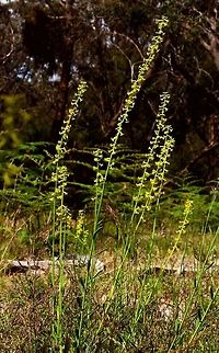 Slender Stackhousia ( Stackhousia viminea Glabrous, non-rhizomatous perennial to 70 cm high; stems erect or ascending, rarely branched above. Leaves narrowly obovate to obovate or narrowly elliptic, 1–3.5(–5) cm long, 1–7.5 mm wide, those at base sometimes reduced to scales. Inflorescence cylindric, spike-like; flowers 1–5 at nodes, shortly pedicellate, subtended by a cluster of several ovate bracts to c. 1 mm long. Hypanthium 0.4–0.7 mm long; sepals 0.5–0.8 mm long, entire to undulate; corolla pale green to deep yellow, rarely tinged red-brown outside, tube 2.2–3.5 mm long, lobes 1.5–3 mm long, obtuse to acuminate; gynoecium 3-partite. Mericarps 1–3, broadly ovoid to broadly ellipsoid, 1.5–3 mm long, rugose to coarsely rugose-reticulate, sometimes tuberculate; basal cavity very shallow. Flowers Aug.–Dec.

CVU, DunT, EGL, EGU, GipP, GGr, HNF, HSF, MuM, NIS, OtP, SnM, VAlp, VVP, WPro, Wim. Also Qld, NSW, Tas. Except for the north and north-west, scattered through the state (rare in far south-west), occurring mostly on sandy or shallow, rocky soils from near sea-level to montane areas (e.g. near Bogong Village), in heathland, open-forest and woodland.

Source: Barker, W.R. (1999). Stackhousiaceae. In: Walsh, N.G.; Entwisle, T.J. (eds), Flora of Victoria Vol. 4, Cornaceae to Asteraceae. Inkata Press, Melbourne.
Updated by: Daniel Ohlsen, 2017-05-31 Slender Stackhousia,Stackhousia viminea