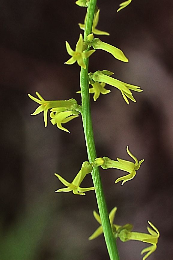 Slender Stackhousia ( Stackhousia viminea ) Close up of flower stem. Slender Stackhousia,Stackhousia viminea