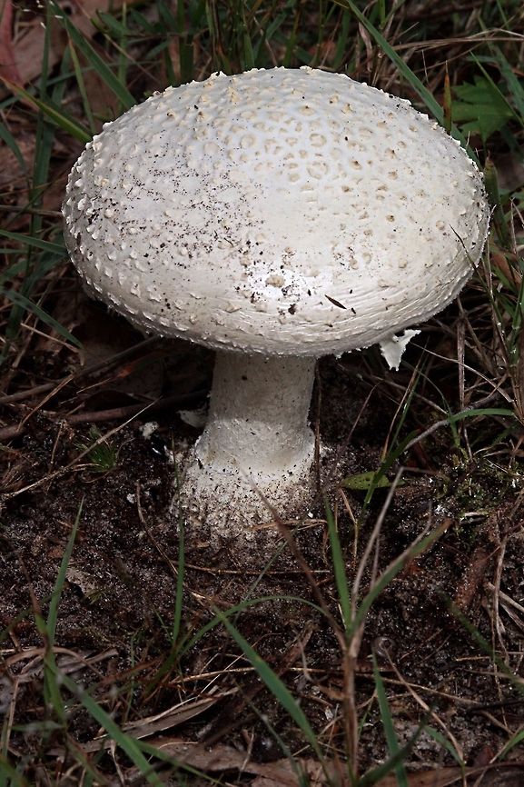 Amanita ananiceps White and dry, with pulverulent volval remains. Cleft, marginate bulbous base with volval warts around rim. Partial veil evanescent. Yellow tints on lamellae, stains yellow from handling. Amanita ananiceps