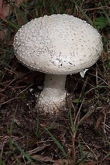 Amanita ananiceps White and dry, with pulverulent volval remains. Cleft, marginate bulbous base with volval warts around rim. Partial veil evanescent. Yellow tints on lamellae, stains yellow from handling. Amanita ananiceps