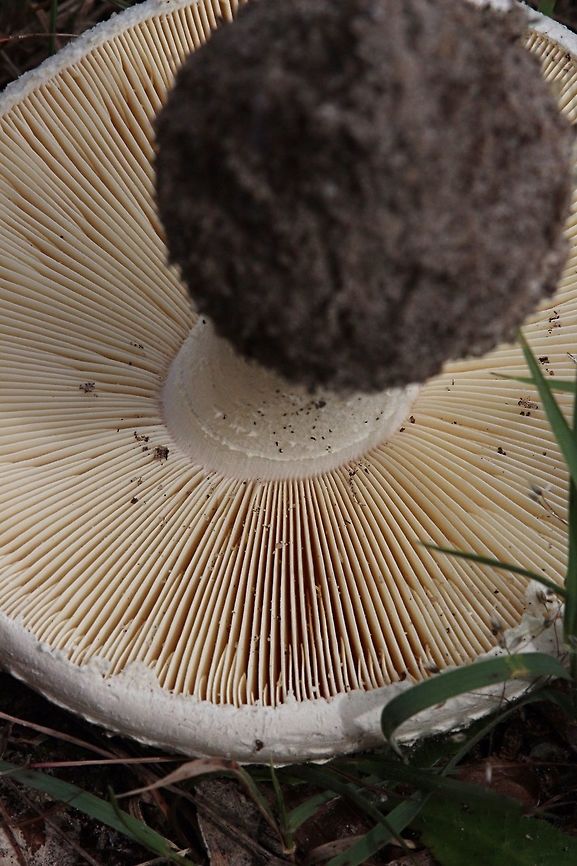 Amanita ananiceps  Amanita ananiceps