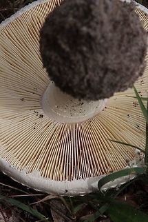 Amanita ananiceps  Amanita ananiceps