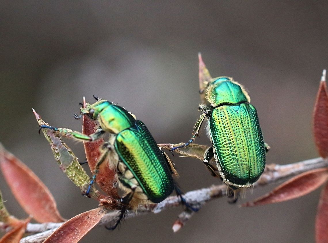 Diphucephala colaspidoides Iridescent green scarab beetles (10mm) swarming on prickly tea-tree<br />
( Leptospermum continentale) Diphucephala colaspidoides