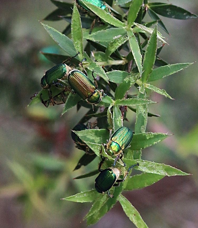 Diphucephala colaspidoides  Diphucephala colaspidoides