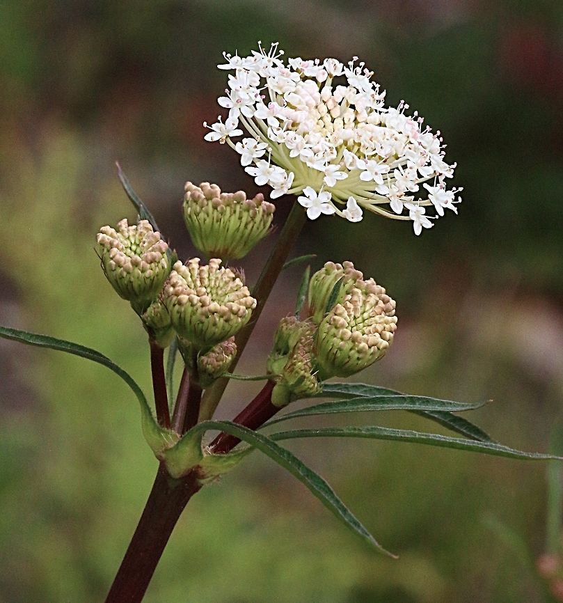 Flower head of Trachymene composita Diagnostic features as in key. Flowers Oct.&ndash;Apr.<br />
<br />
EGL, GipP, Glep, HNF, HSF, MonT, SnM, VAlp, VVP. Also NSW, Tas. Disjunctly distributed, but locally common, mostly on sandy soils in lowland heathland or heathy woodland communities (e.g. Frankston&ndash;Cranbourne area, Rosedale), but also in montane to subalpine, often rocky areas (Nunniong Plateau, Mt Tingaringy, Native Dog Gorge). Frequently appearing only after fire or on newly exposed soil.<br />
<br />
Created by: Daniel Ohlsen, 2016-05-25<br />
Updated by: Val Stajsic, 2017-11-14<br />
Hero image<br />
Distribution map Australia,Domin,Eamw flora,Geotagged,Langwarrin Vic,Nov 2018,Spring,Trachymene composita