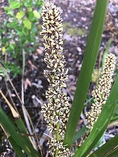 Spiny - head mat- rush ( Lomandra longifolia )  Lomandra longifolia