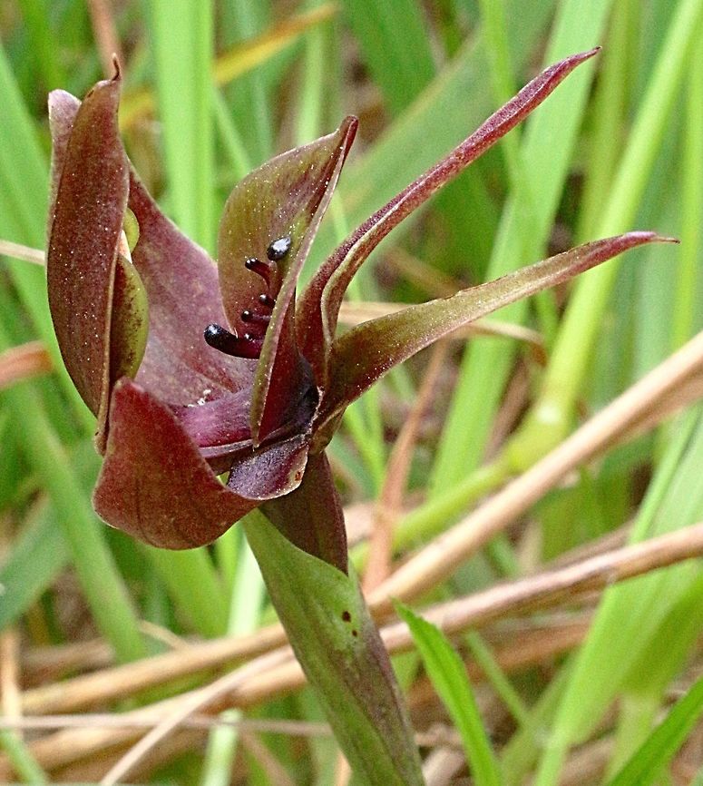 Large bird orchid ( Chiloglottis valida )  Chiloglottis valida,Large bird orchid