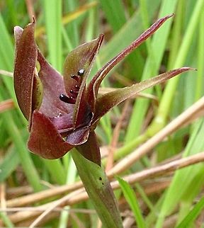 Large bird orchid ( Chiloglottis valida )  Chiloglottis valida,Large bird orchid