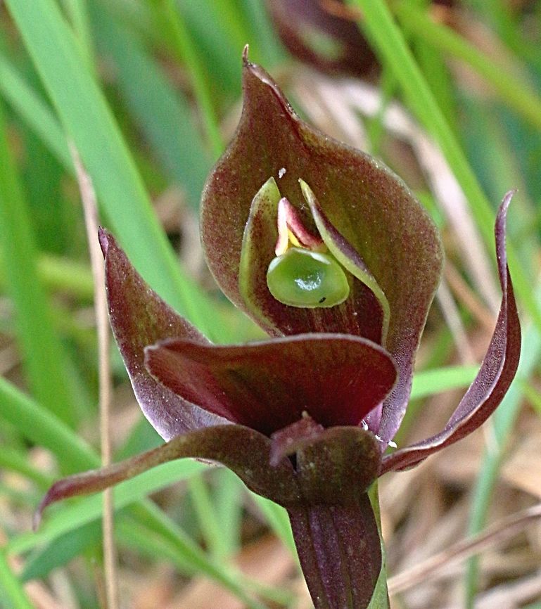 Frontal view of large bird orchid ( Chiloglottis valida )  Chiloglottis valida,Large bird orchid