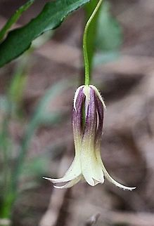 Apple berry ( Billardiera scandens )  Apple berry,Billardiera scandens