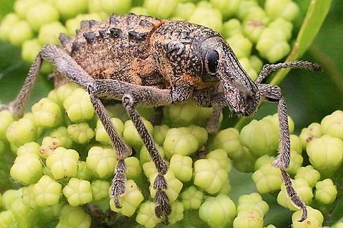 Unidentified weevil ( possibly genus -Chrysolopus . Found on Acacia longifolia . Photo background is not Acacia longifolia .