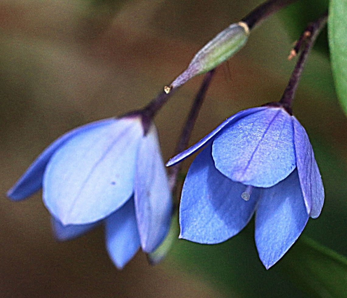 Bluebell creeper ( Billardiera heterophylla )  Australia,Billardiera heterophylla,Geotagged,Spring