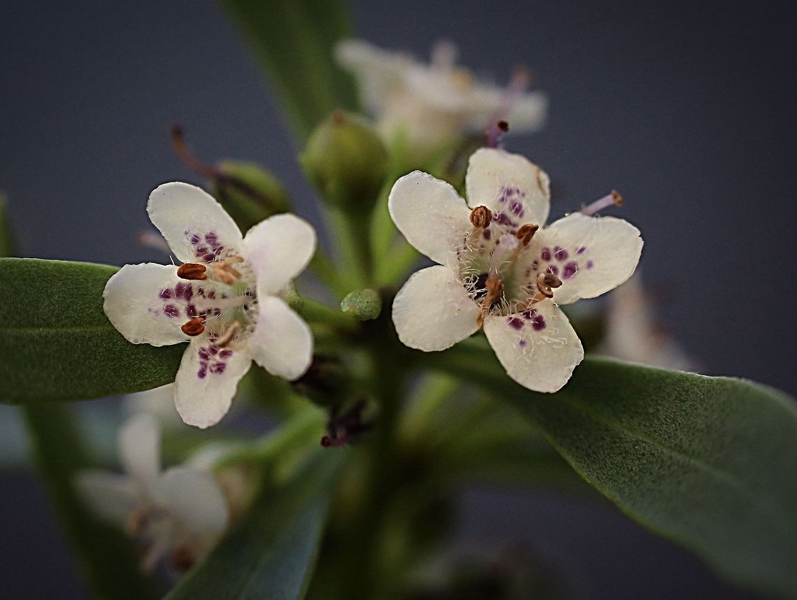 Common boobialla (Myoporum insulare )  Common boobialla,Myoporum insulare