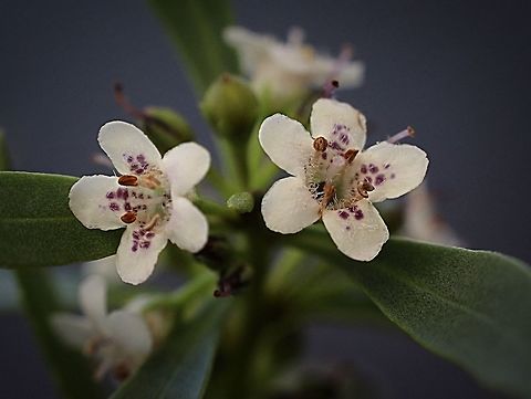 Common boobialla (Myoporum insulare )  Common boobialla,Myoporum insulare
