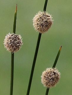 Knotted club - rush ( Ficinia nodosa )  Australia,Ficinia nodosa,Geotagged,Spring