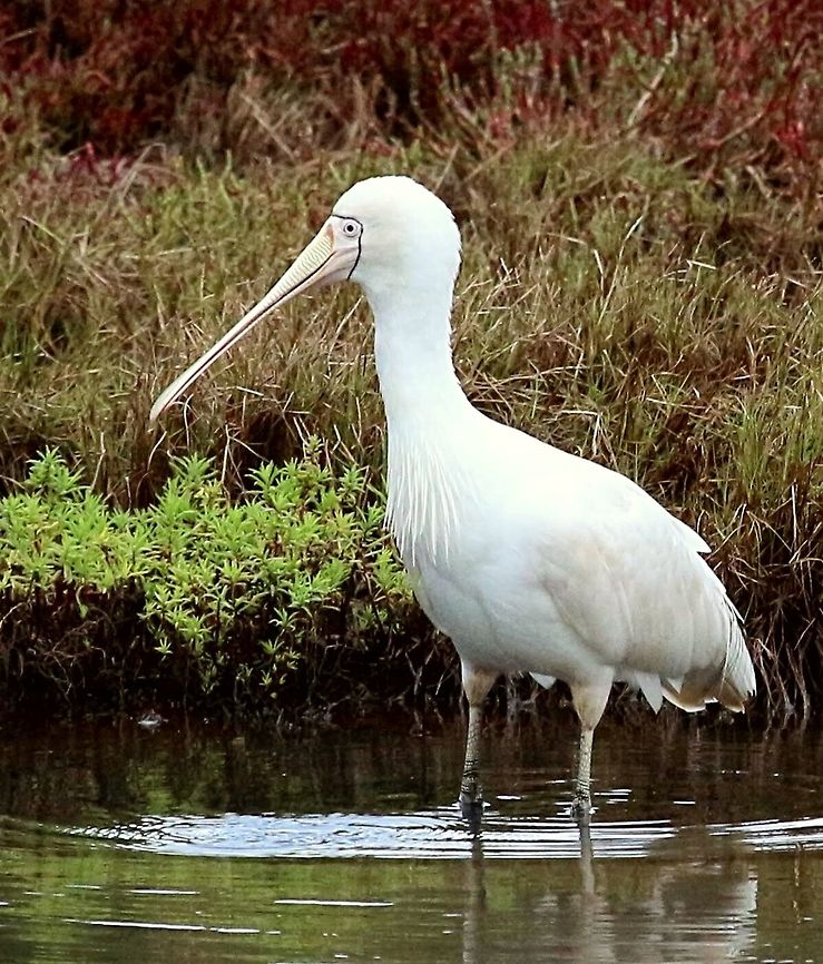 Yellow-billed Spoonbill (Platalea flavipes )  Platalea flavipes,Yellow-billed Spoonbill