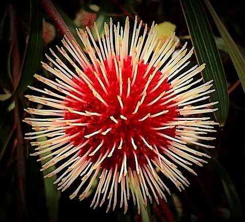 Close up of Pincushion Hakea (Hakea laurina )  Hakea laurina,Pincushion Hakea