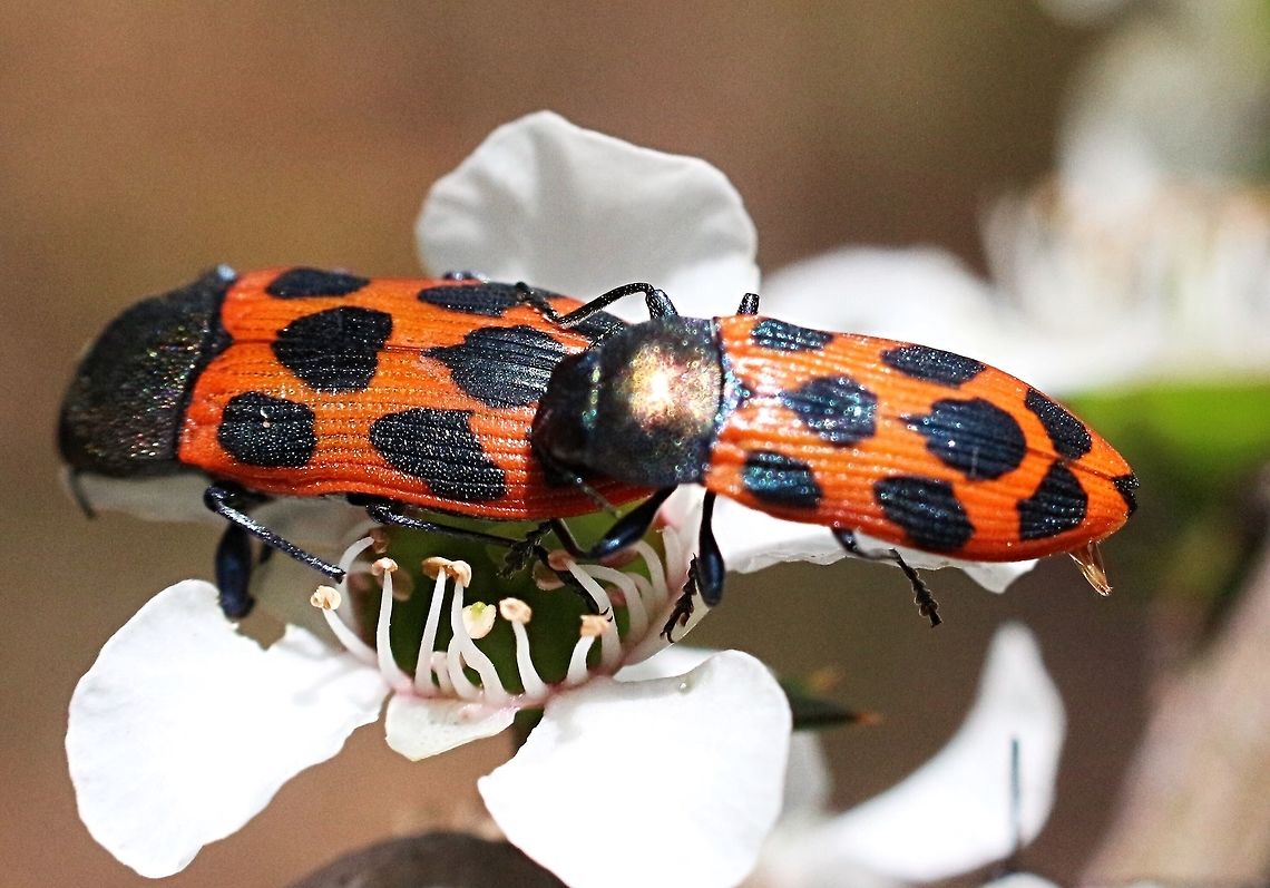 Pairbof Jewel beetles (Castiarina octomaculata ) copulating on tea tree flowers. Today was enough sun for the Jewel beetles becoming active.Well actually they stopped due to my presence. Australia,Castiarina octomaculata,Eamw beetles,Geotagged,Langwarrin Reserve,Spring,eamw jewel beetles