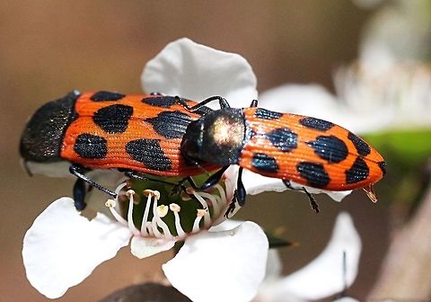Pairbof Jewel beetles (Castiarina octomaculata ) copulating on tea tree flowers. Today was enough sun for the Jewel beetles becoming active.Well actually they stopped due to my presence. Australia,Castiarina octomaculata,Eamw beetles,Geotagged,Langwarrin Reserve,Spring,eamw jewel beetles
