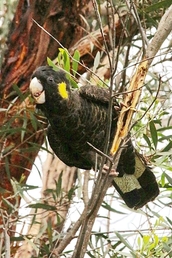 Yellow-tailed black cockatoo ( Calyptorhynchus funereus ) Observed a group of 5 feeding in eucalyptus trees and had a job trying to outsmarten  them to get a photo. Actually this bird was ripping up the bark of a small branch to possibly get to some wood boring grubs.Not sure . Calyptorhynchus funereus,Yellow-tailed black cockatoo