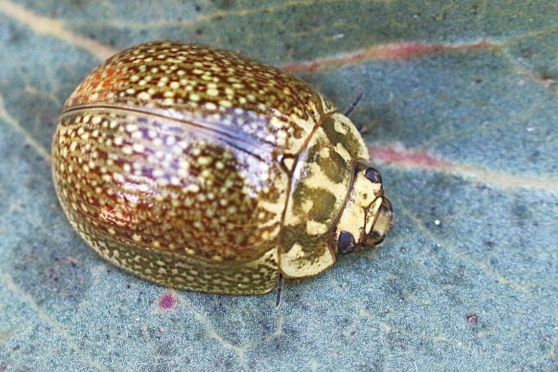 A eucalyptus leaf beetle ( Paropsisterna variicollis) Found on unidentified species of eucalyptus . Paropsisterna variicollis