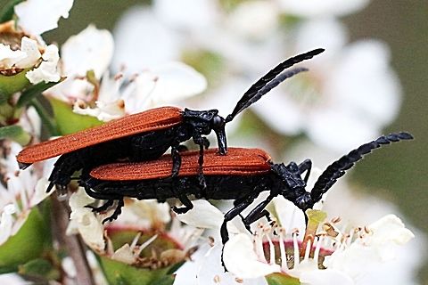 Long-nosed Lycid Beetle ( Porrostoma rhipidium  ) It is Spring in Australia and that means beetles are busy reproducing . Long-nosed Lycid Beetle,Porrostoma rhipidium