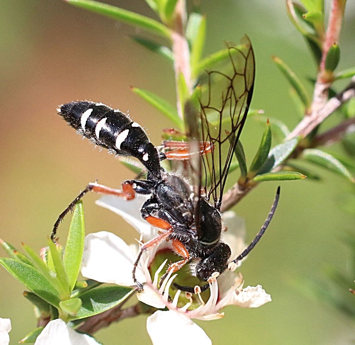 Species of flower wasp  possibly family (Tiphiidae )  Blue ant,Diamma bicolor