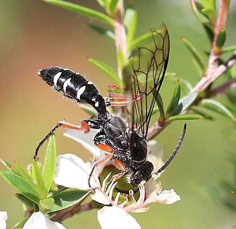 Species of flower wasp  possibly family (Tiphiidae )  Blue ant,Diamma bicolor