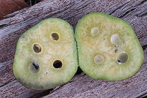 Apple gall of Trichilogaster acaciaelongifoliae cut open to expose the larvae and one pupae in the gall In the left half you can see two white larvae and one black pupae. Trichilogaster acaciaelongifoliae