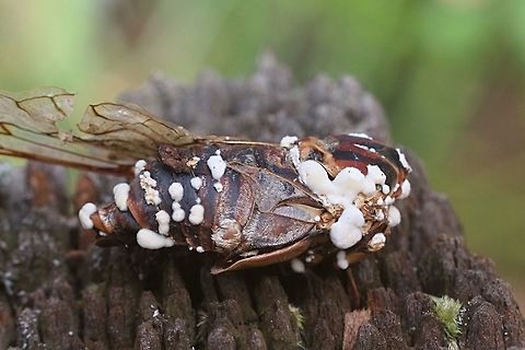 Fungus - Beauveria bassiana on a dead razor grinder cicada.  Beauveria bassiana