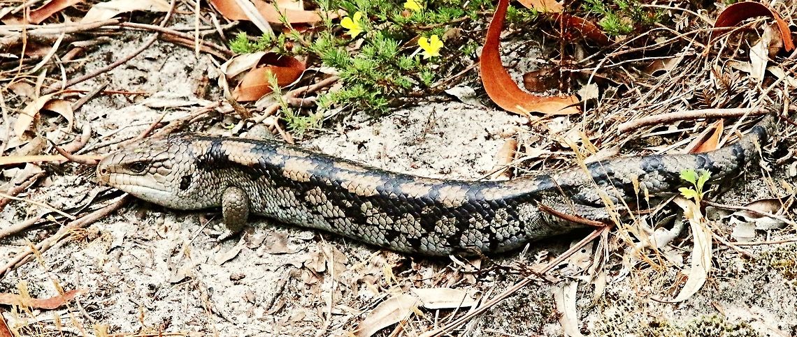 Blotched blue- tongued lizard ( Tiliqua nigrolutea ) This one was one of the bigger ones I have seen and would have been around 50 cm long. <br />
Alwise nice to see them on a nature walk . Blotched Blue-tongued Lizard,Tiliqua nigrolutea